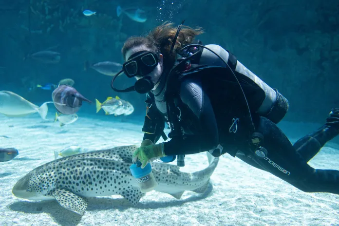 A scuba diver with a shark