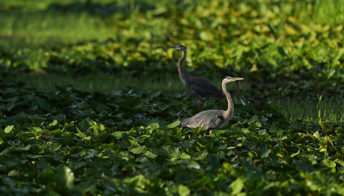 Does Florida’s tech capital dream betray its commitment to conservation?