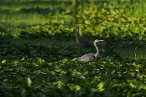 Does Florida’s tech capital dream betray its commitment to conservation?