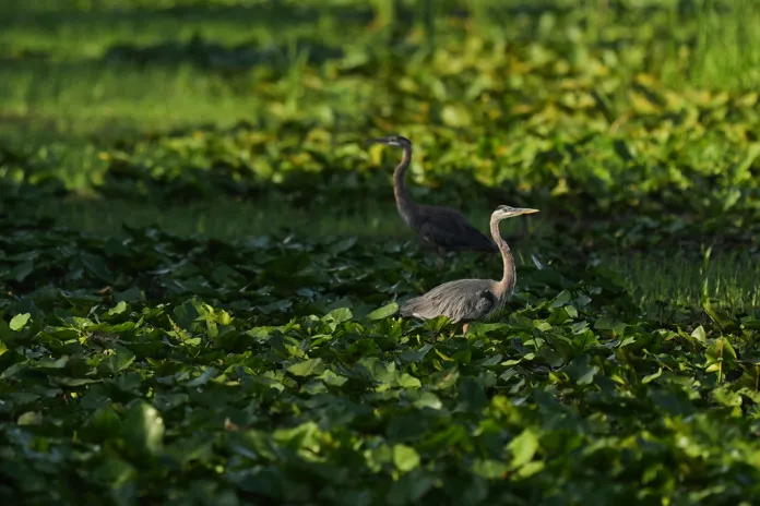 washingtonexaminer.com - Claire Carter - Does Florida's tech capital dream betray its commitment to conservation?