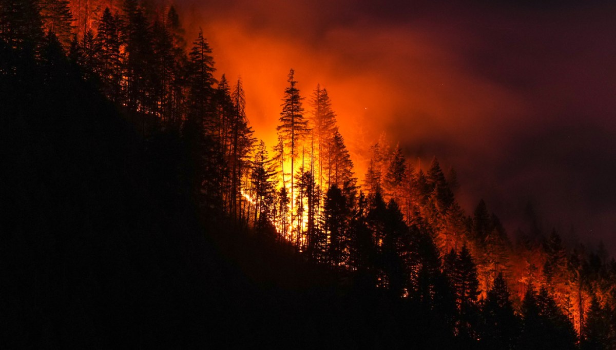 Government Forest Mismanagement Drives Environmental Destruction