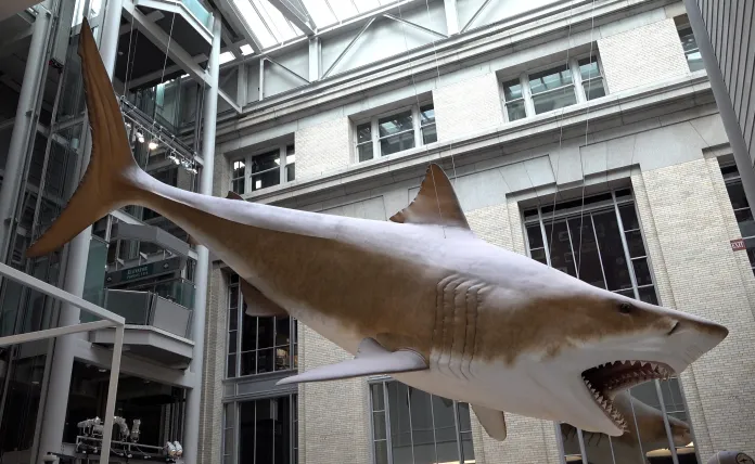 Megalodon Model