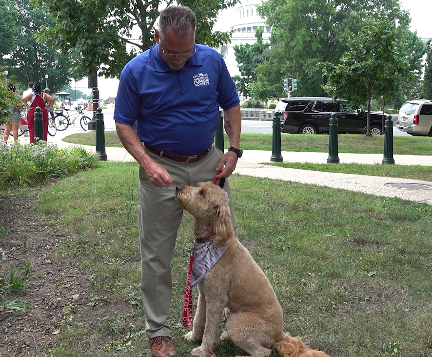 Should taxpayer dollars pay for veterans’ service dogs? Congress is deciding