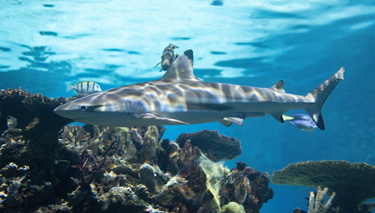 Get your Shark Week fix in DC
