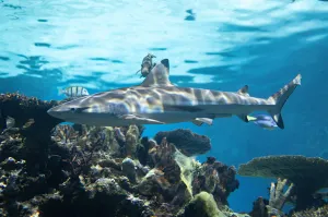 Get your Shark Week fix in DC