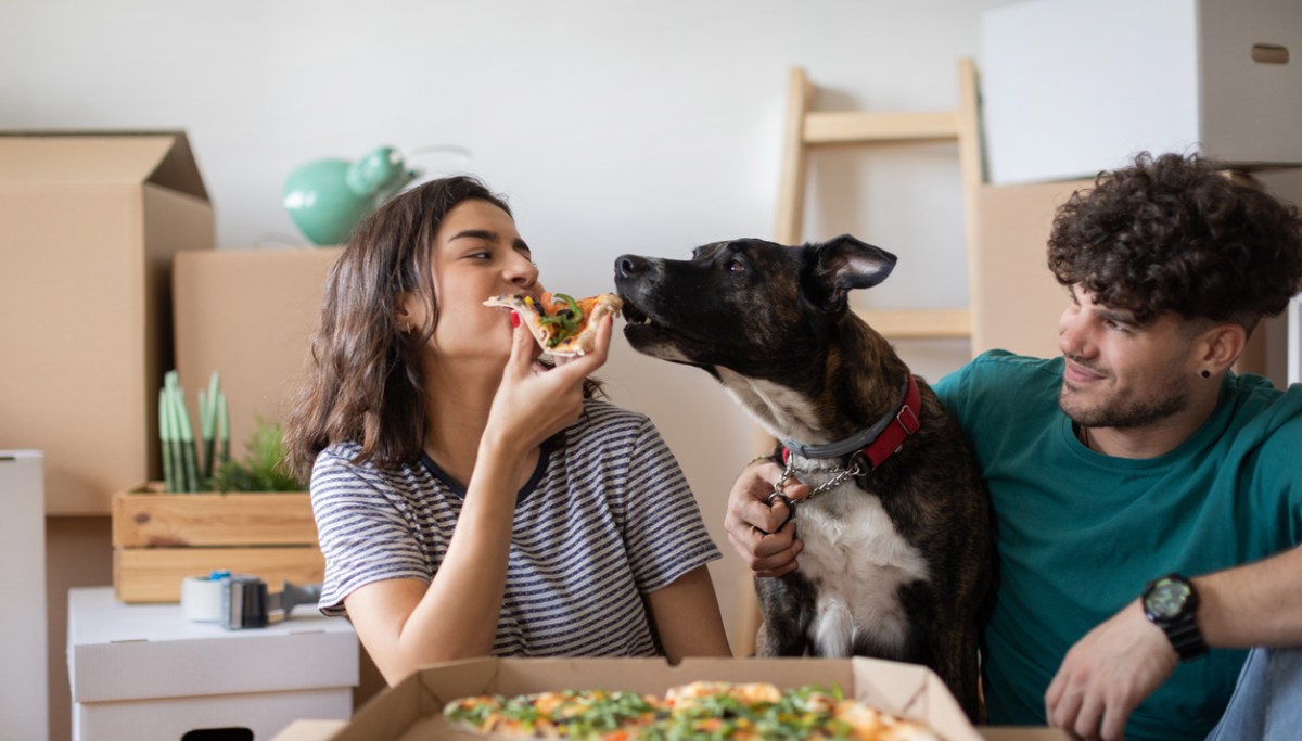 “Traditional values triumph as the Peter Pan generation turns to pets for companionship”