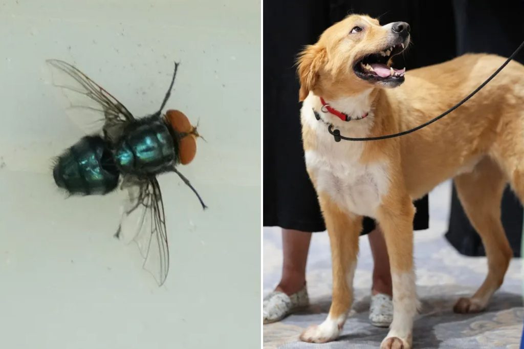 Parasite originating from South America poses deadly risk to pets