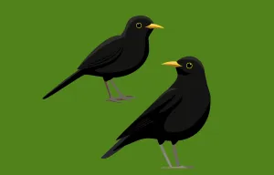 A neglected book makes the case for birds