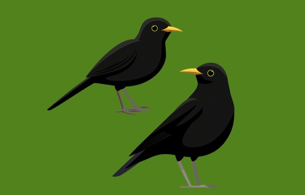 A neglected book makes the case for birds