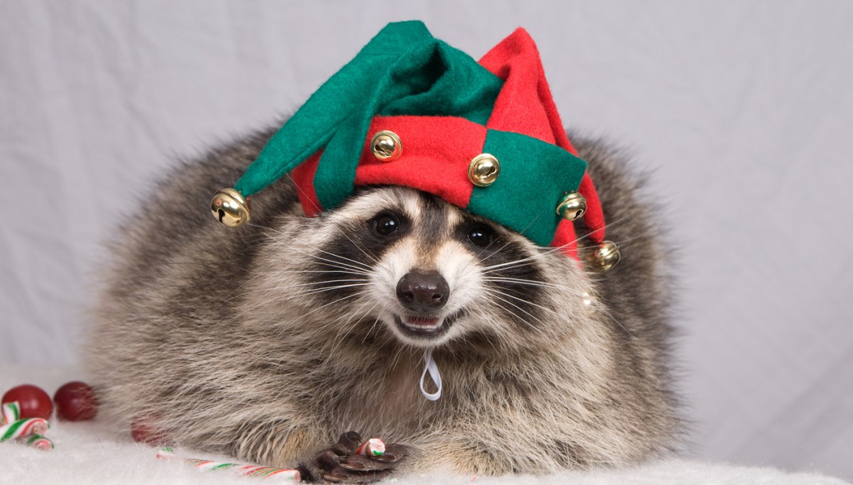 When a Christmas visitor is a raccoon