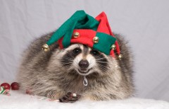 When a Christmas visitor is a raccoon