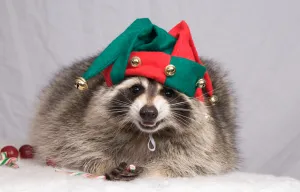When a Christmas visitor is a raccoon