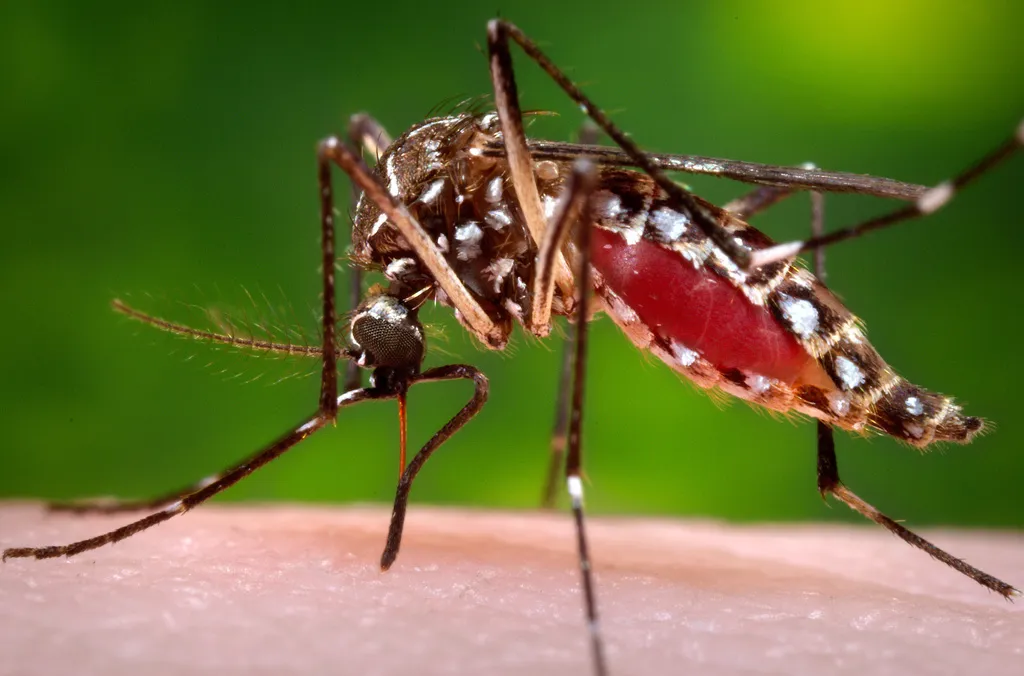 Florida confirms death from dengue fever as state confronts growing outbreak