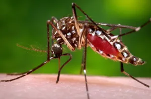 Florida confirms death from dengue fever as state confronts growing outbreak