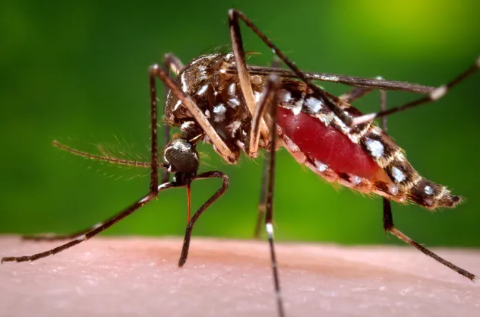 Florida confirms death from dengue fever as state confronts growing outbreak