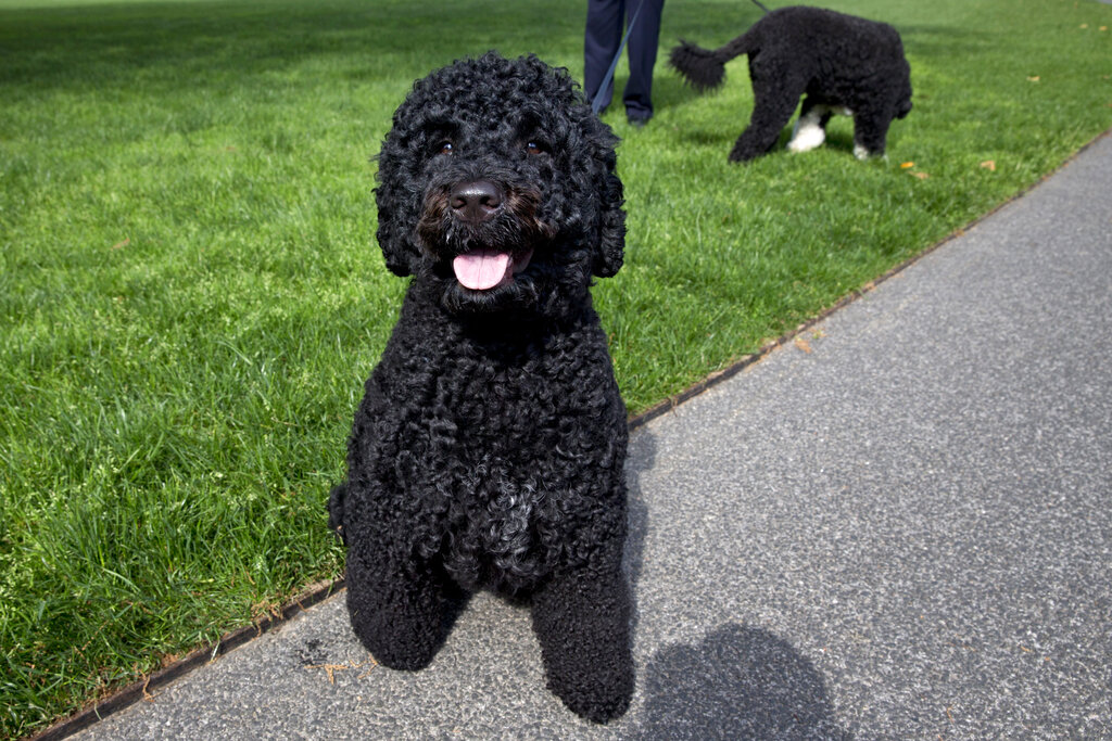 Obama family’s beloved Portuguese Water Dog, Sunny, dies at 13