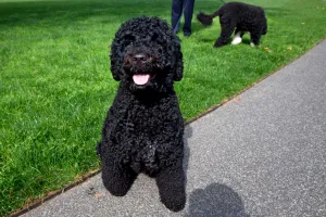 Obama family’s beloved Portuguese Water Dog, Sunny, dies at 13