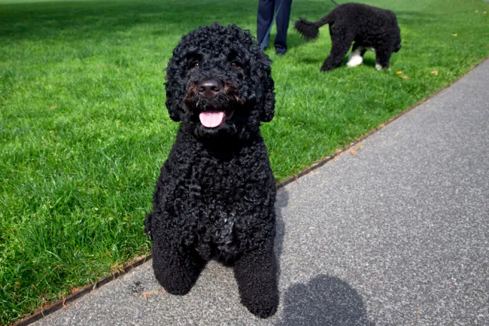 Obama family’s beloved Portuguese Water Dog, Sunny, dies at 13