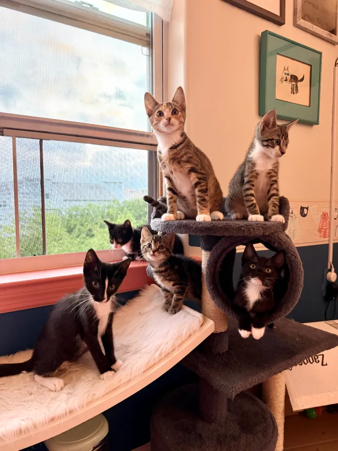 Kittens on top of a cat tree at Itty Bitty City Kitties based in Rockaway Beach, New York City. 