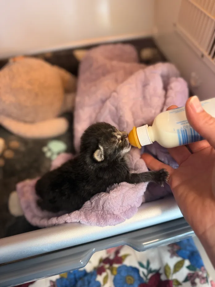 A kitten being bottle-fed at Itty Bitty City Kitties based in Rockaway Beach, New York City. (Provided by Itty Bitty City Kitties/Samantha Knox)