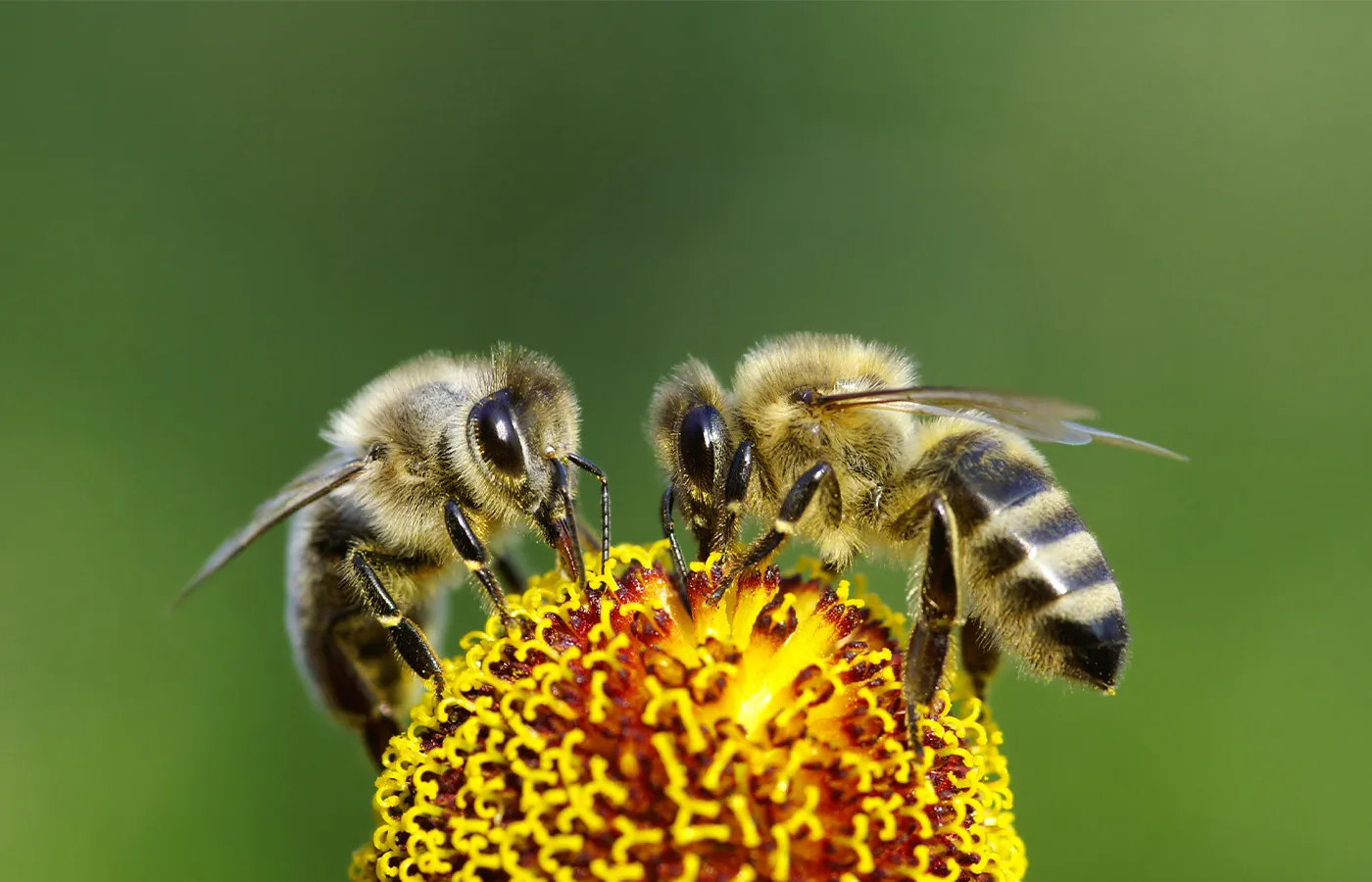 An informative, if plodding, look at bees