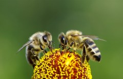 An informative, if plodding, look at bees