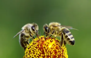 An informative, if plodding, look at bees