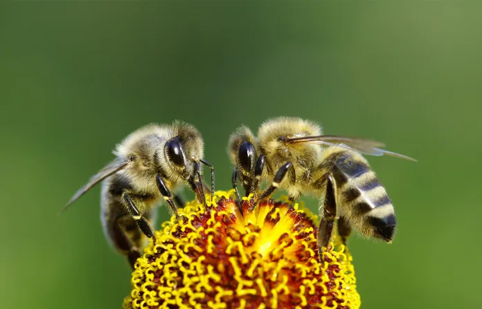 Book about bees nature