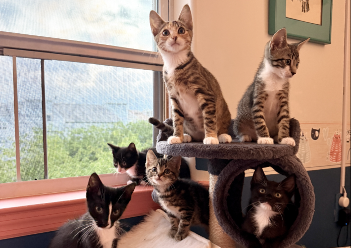 New York kitten rescue says ‘NO. F***ING. MAGA’ adoptions, responds to backlash