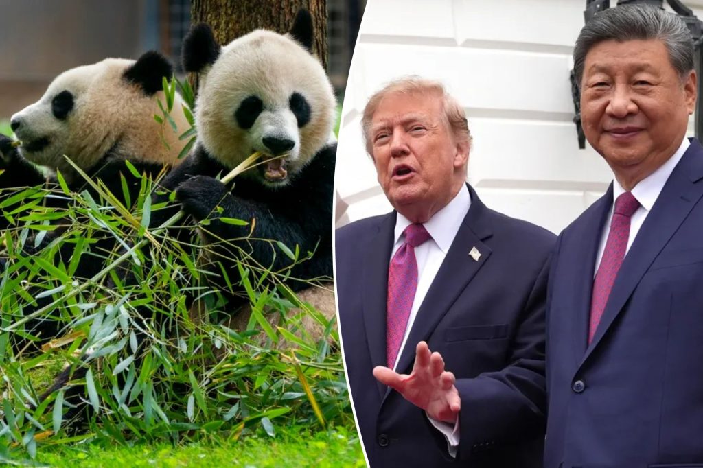 Trump got two pandas, Xi got the Pacific: How America got fleeced at the White House