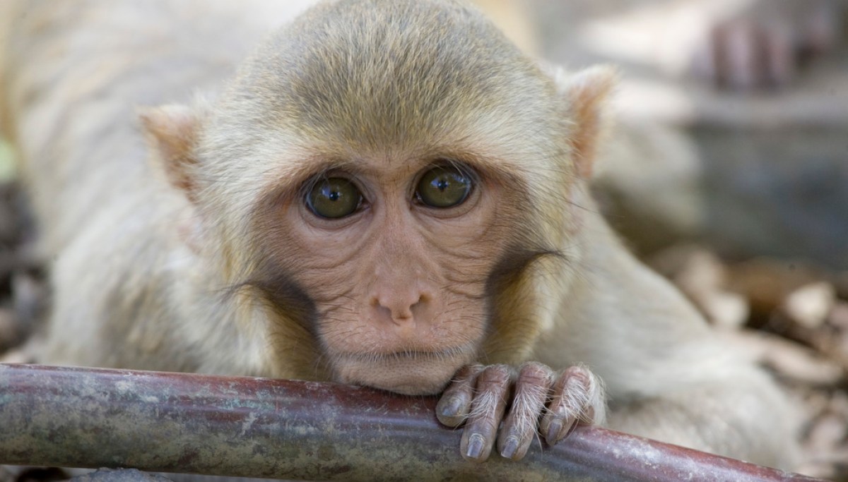 CDC working to rehome more than 100 laboratory monkeys