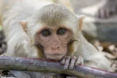CDC working to rehome more than 100 laboratory monkeys