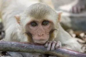 CDC working to rehome more than 100 laboratory monkeys 