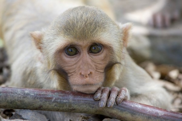 CDC working to rehome more than 100 laboratory monkeys