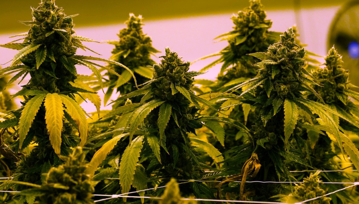 DEA begins granting federal approval to more than 900 medical marijuana dispensaries