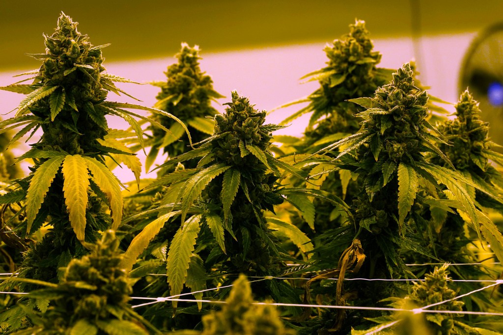 A cannabis plant that is close to harvest grows in a grow room at the Greenleaf Medical Cannabis facility in Richmond, Va., June 17, 2021.