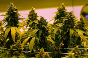 DEA begins granting federal approval to more than 900 medical marijuana dispensaries