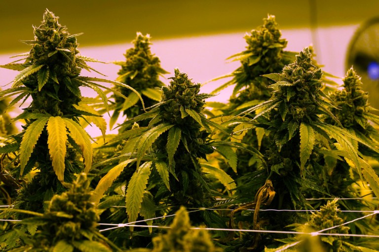 A cannabis plant that is close to harvest grows in a grow room at the Greenleaf Medical Cannabis facility in Richmond, Va., June 17, 2021.