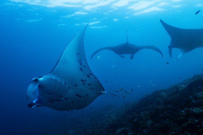 Oceanic manta rays swimming