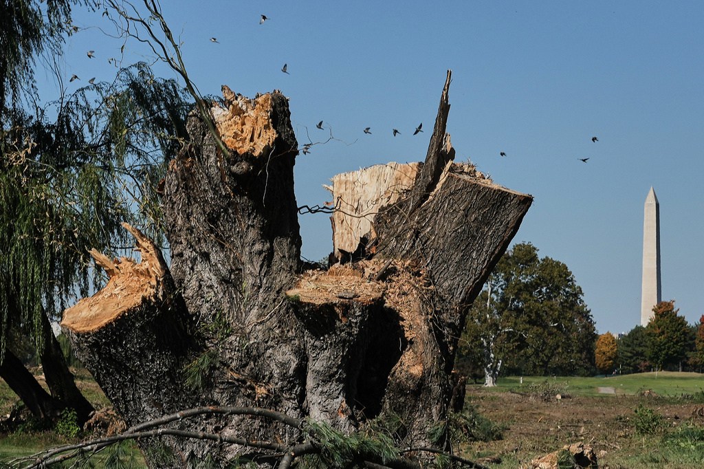 The Washington Monument is seen past stumps of removed trees at East Potomac Park Golf Course, Monday, Oct. 26, 2026, in Washington. (AP Photo/Julia Demaree Nikhinson)